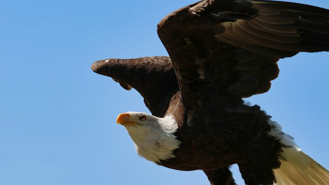 Weißkopf-Seeadler bereitet sich zum Abflug vor